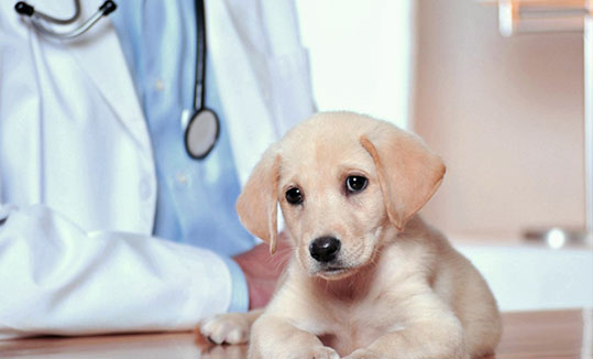 کلینیک دامپزشکی گرند وت