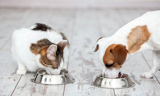 ملزومات حیوانات خانگی دیاکو